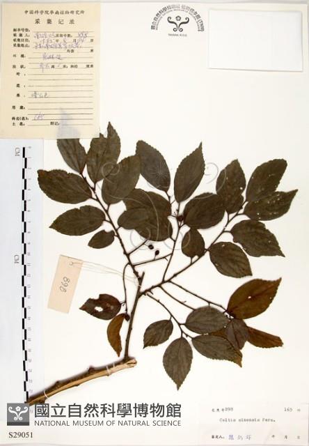 朴樹藏品圖，第1張