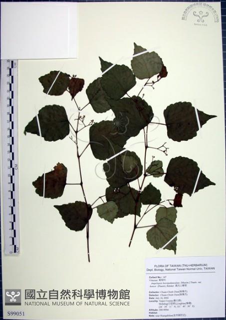 漢氏山葡萄藏品圖，第1張