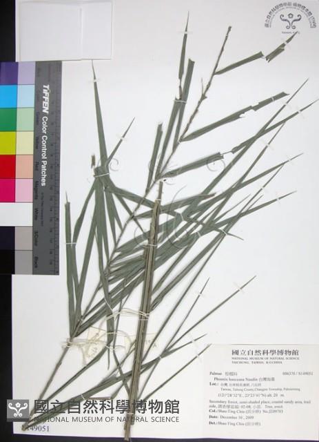 台灣海棗藏品圖，第1張