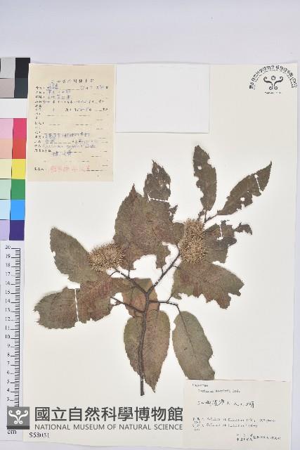 茅栗藏品圖，第1張