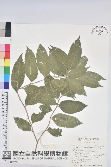 臺灣假黃楊藏品圖，第1張