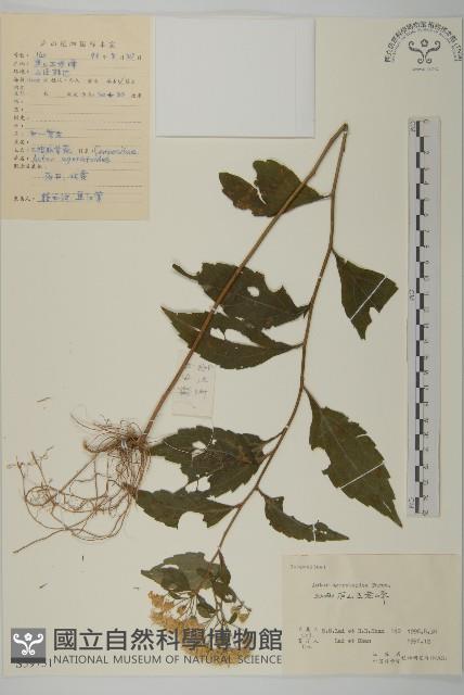 山白蘭藏品圖，第1張