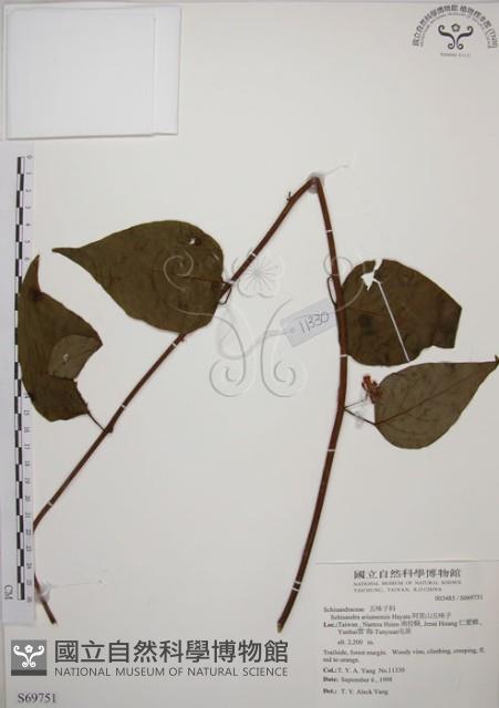 阿里山五味子藏品圖，第1張