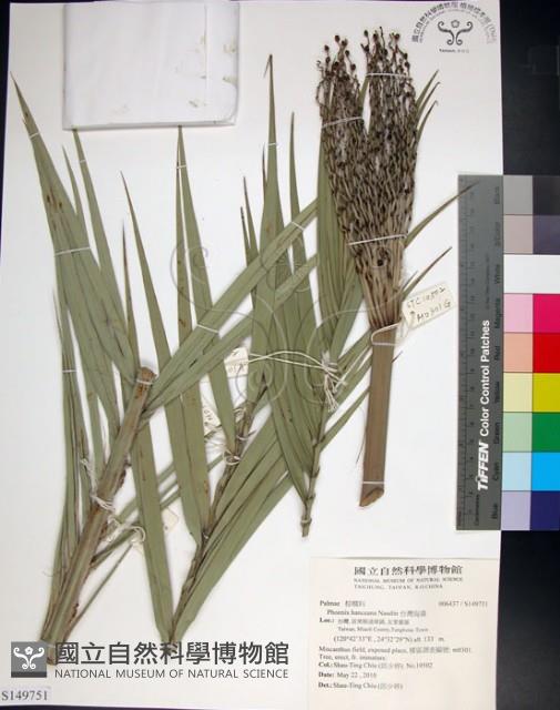 台灣海棗藏品圖，第1張