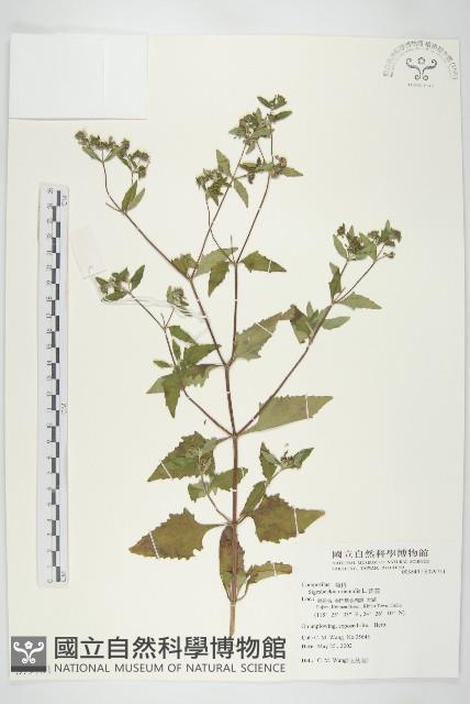 豨薟藏品圖，第1張