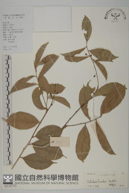 南華南蛇藤，青江藤藏品圖，第1張