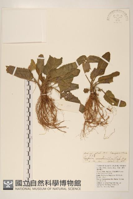 大丁草藏品圖，第1張