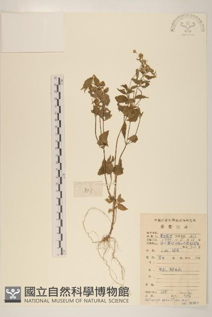 小米菊藏品圖，第1張