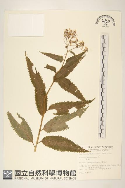 黃菀藏品圖，第1張