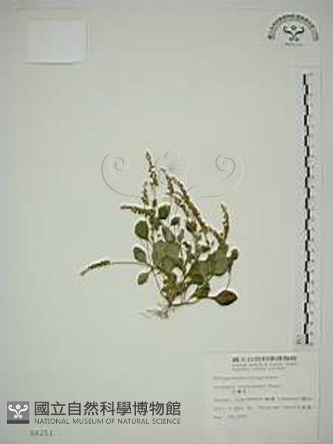 小扁豆藏品圖，第1張