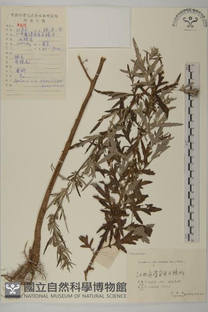 艾藏品圖，第1張