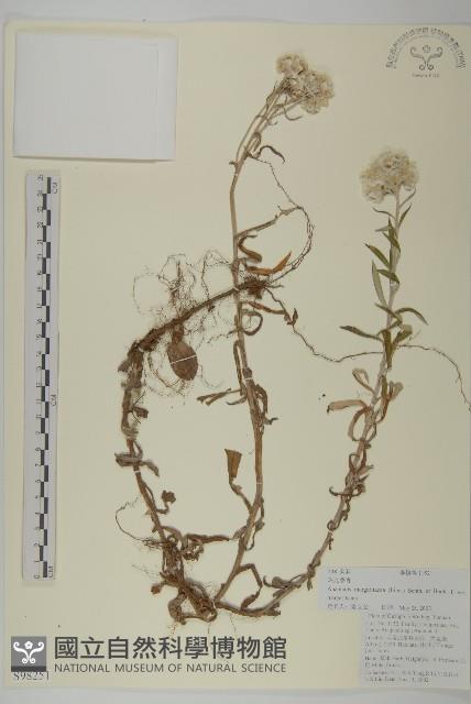 抱莖籟簫藏品圖，第1張