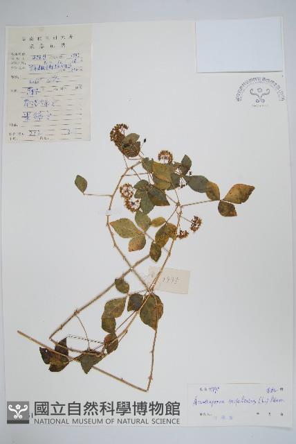 三葉五加、三加皮藏品圖，第1張