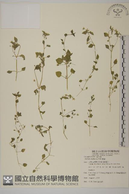 繁縷藏品圖，第1張