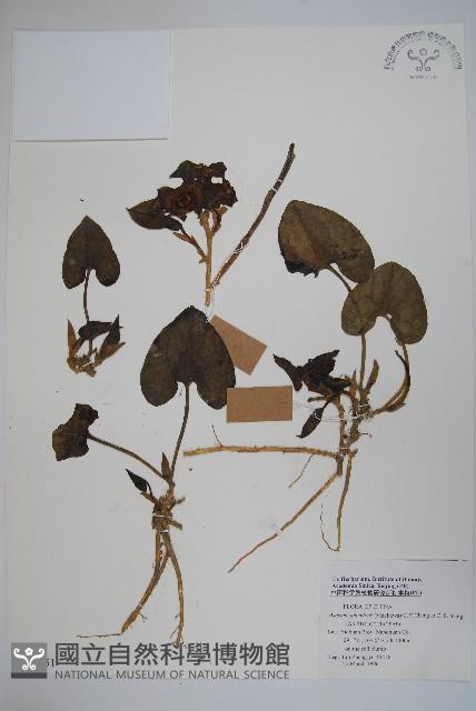 青城細辛藏品圖，第1張