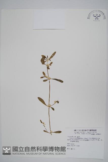 毛蓮子草藏品圖，第1張