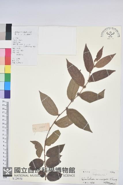 毛果算盤子藏品圖，第1張