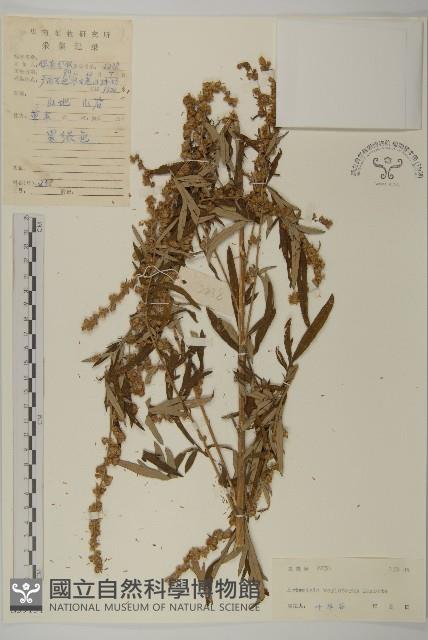 南艾蒿藏品圖，第1張