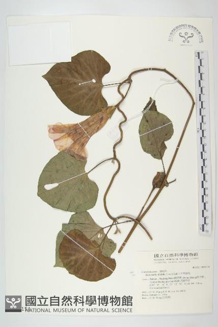 大萼旋花藏品圖，第1張