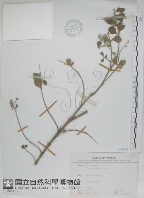 海埔姜藏品圖，第1張