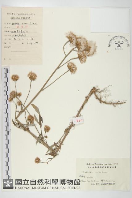 泥胡菜藏品圖，第1張