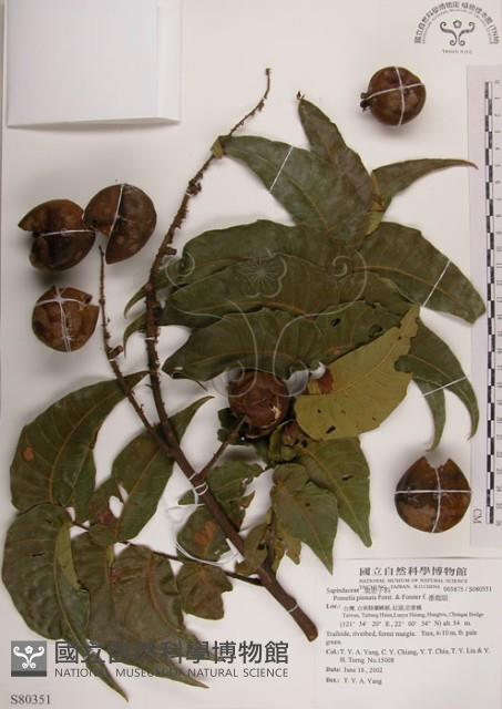 番龍眼藏品圖，第1張