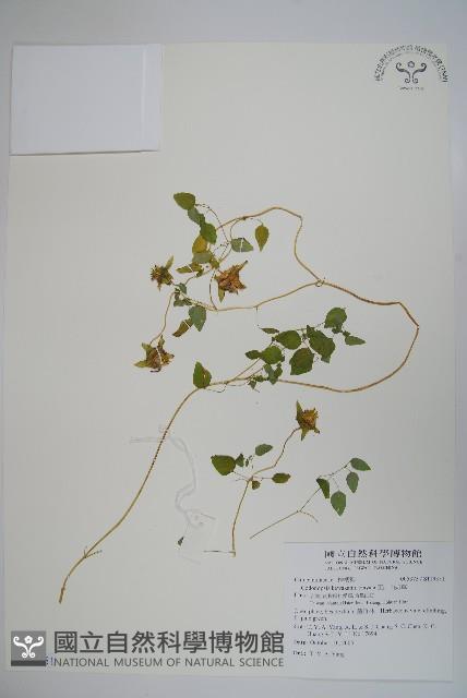 玉山山奶草藏品圖，第1張