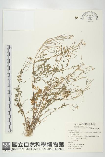 台灣碎米薺藏品圖，第1張