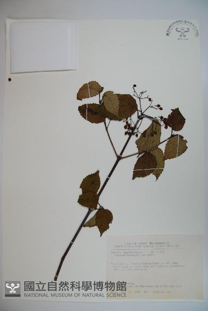 樺葉莢迷、玉山莢迷藏品圖，第1張