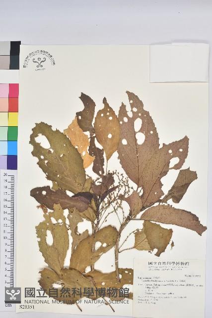 假鐵莧藏品圖，第1張