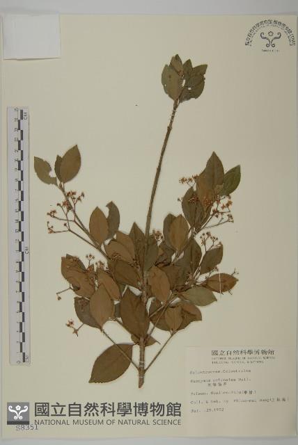 刺果衛矛藏品圖，第1張