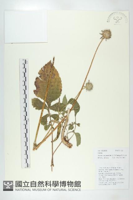 川續斷藏品圖，第1張