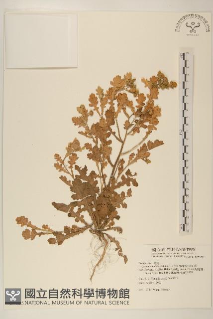 線球菊、田基黃藏品圖，第1張