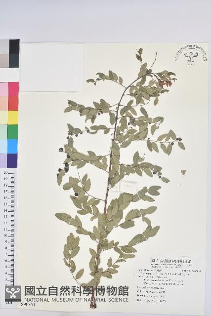 多花油柑、白仔藏品圖，第1張