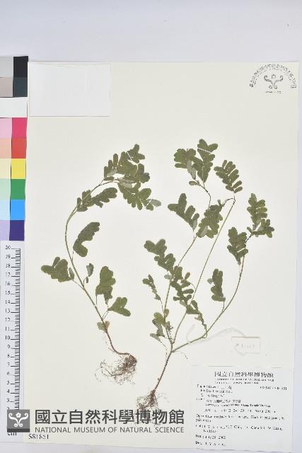 葉下珠、珠仔草藏品圖，第1張