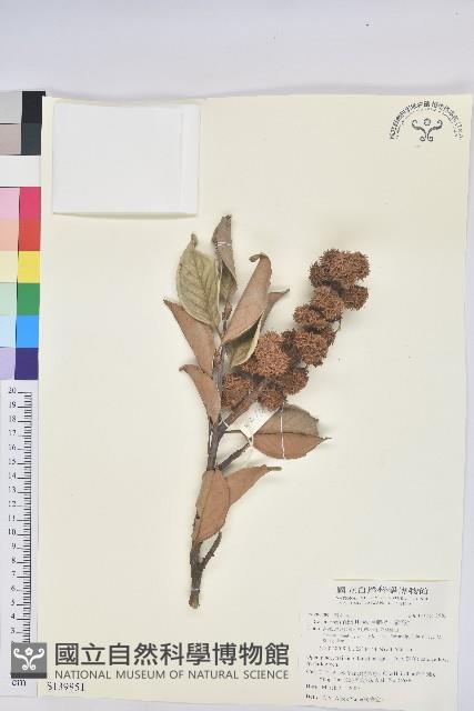 星刺栲、羅浮錐藏品圖，第1張