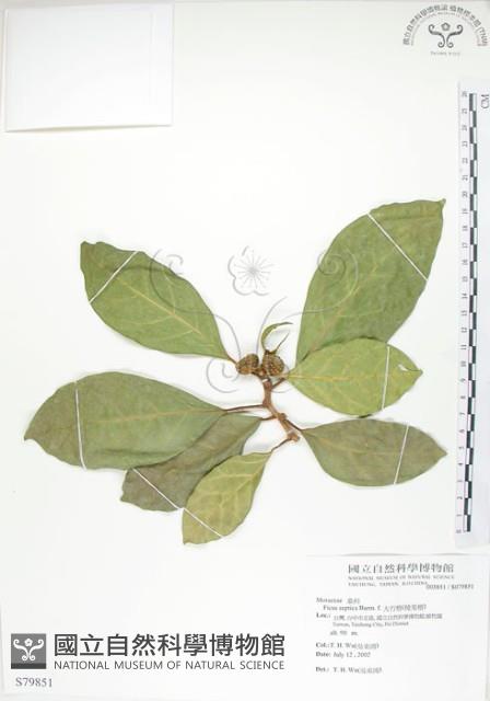 大冇榕、稜果榕藏品圖，第1張