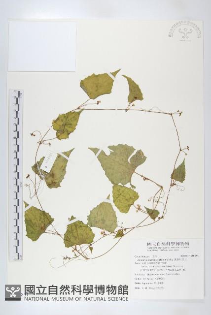 黑果馬交兒藏品圖，第1張