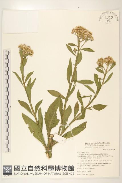 翼莖闊苞菊藏品圖，第1張