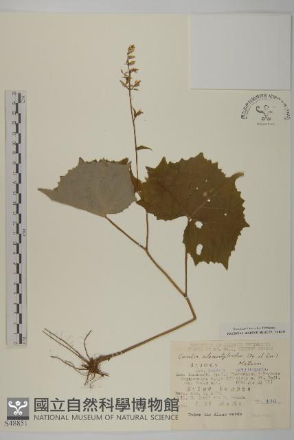 登錄號:S048851藏品圖，第1張