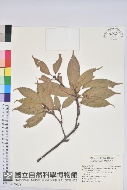 錐果櫟藏品圖，第1張