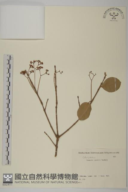 日本衛矛, 大葉黃楊藏品圖，第1張