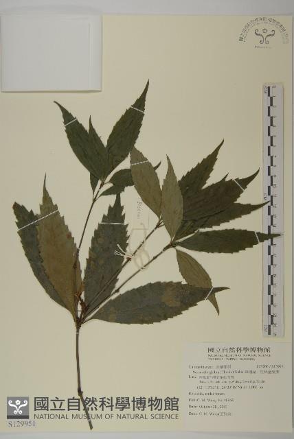 草珊瑚、紅果金粟蘭藏品圖，第1張