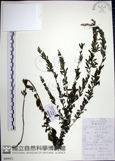 鐵掃帚、千里光藏品圖，第1張