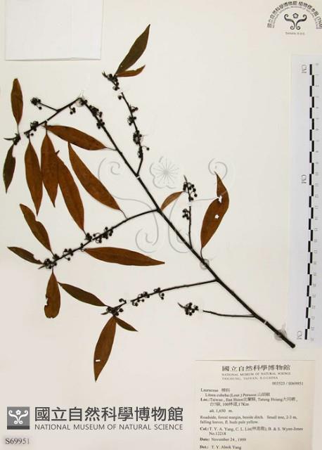 山胡椒藏品圖，第1張