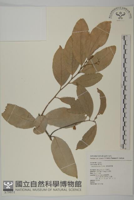 南華南蛇藤，青江藤藏品圖，第1張