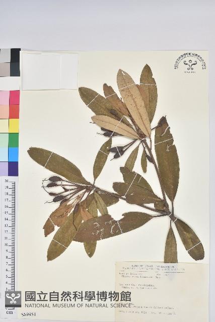 臺灣杜鵑藏品圖，第1張