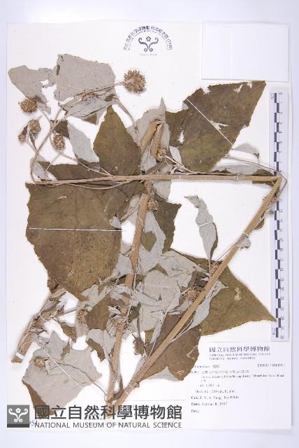 臺灣青木香藏品圖，第1張