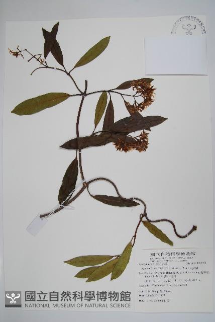 小錦蘭藏品圖，第1張