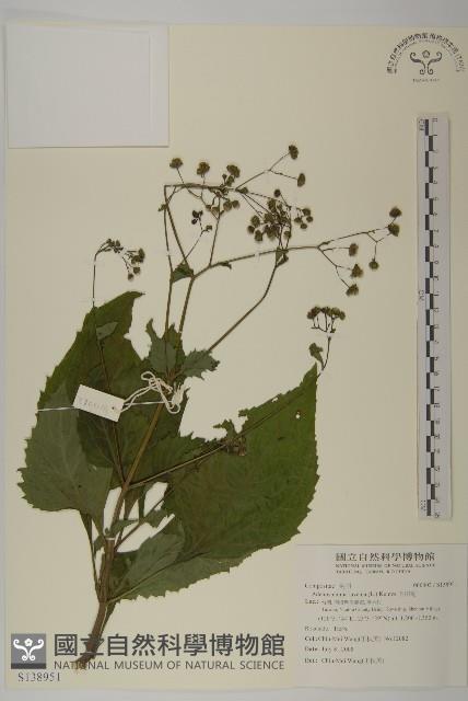 下田菊藏品圖，第1張